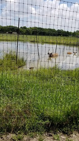 Bayou Wildlife Zoo-Alvin必去景点