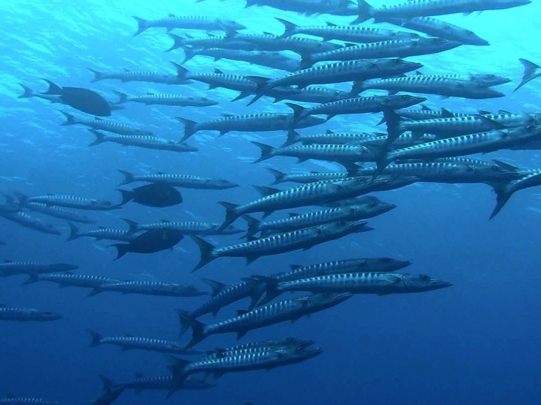 Divepuertoprincesa Dive Center-公主港必去景点