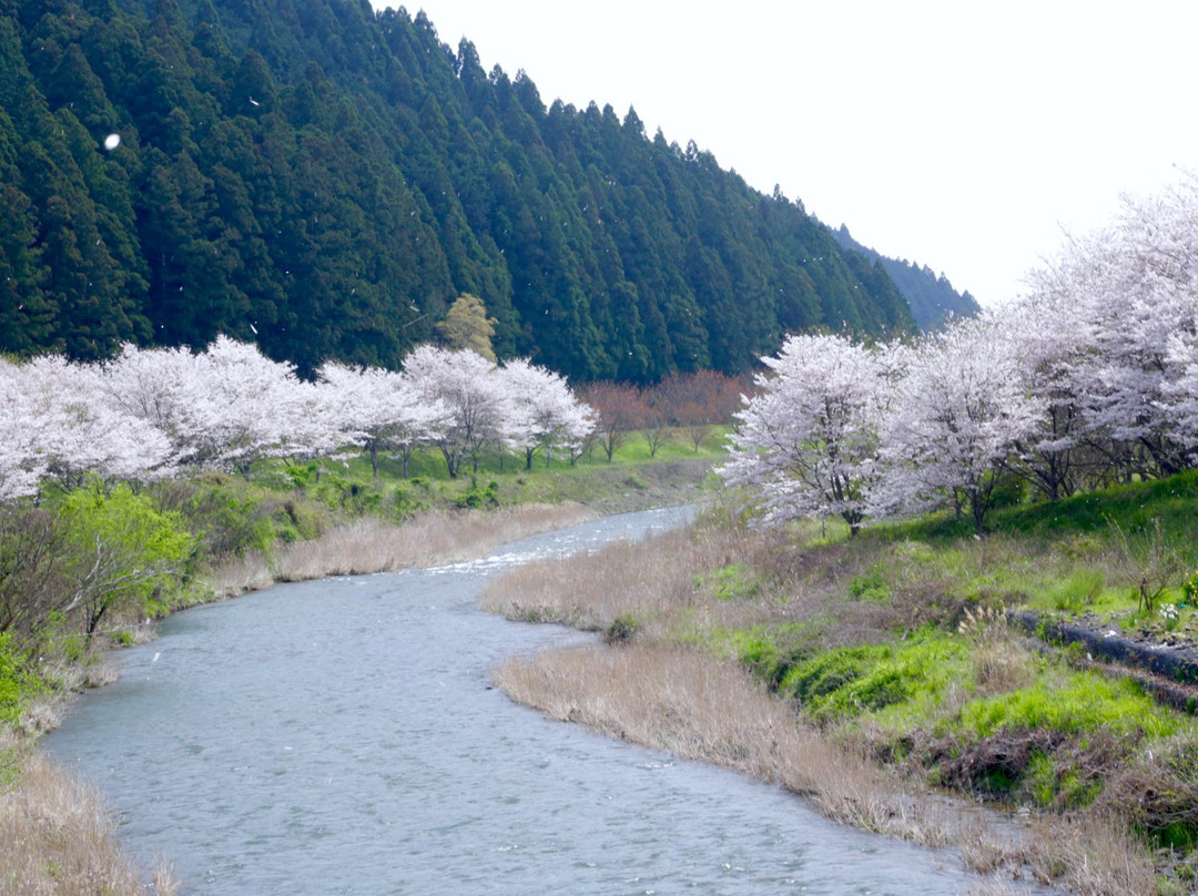 Ota River Sakura Zutsumi-森町必去景点