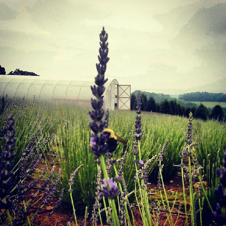 Hope Hill Lavender Farm景点图片