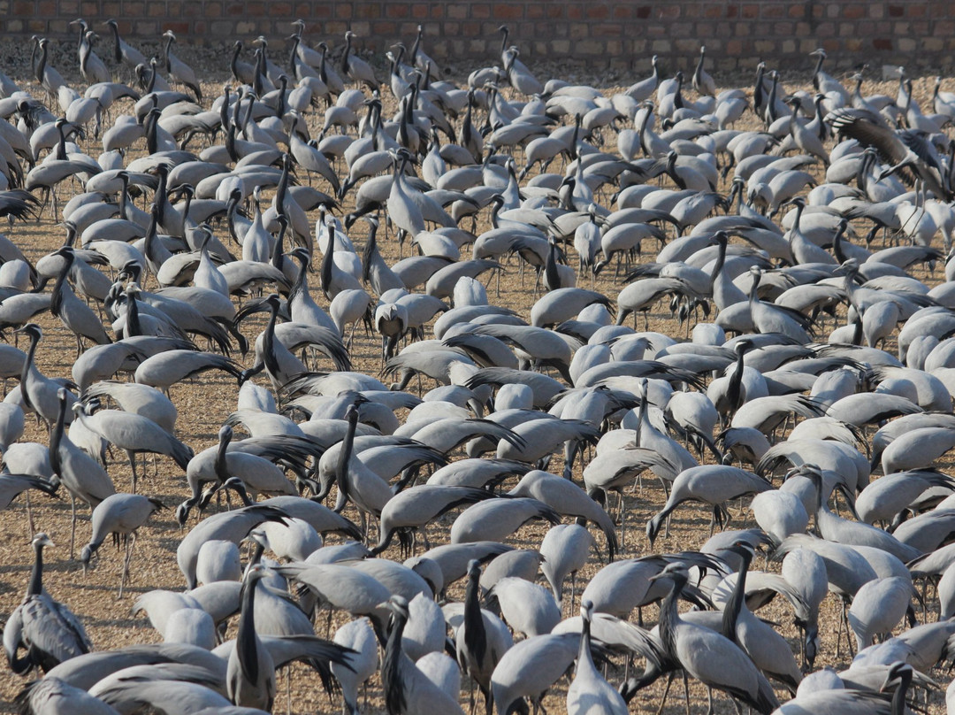 Khichan Bird Sanctuary景点图片