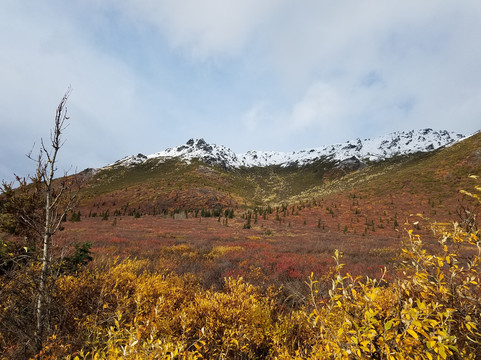 Denali Visitor Transportation System