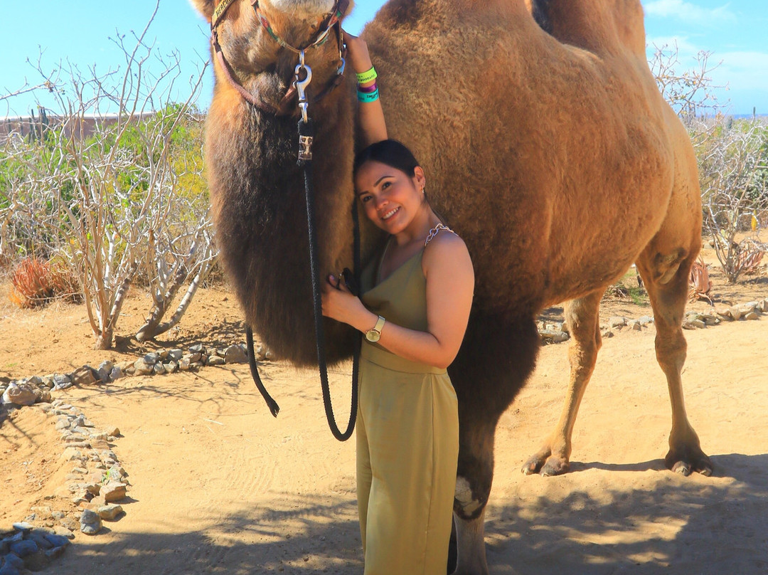 Ozeanity Experiences-卡波圣卢卡斯必去景点