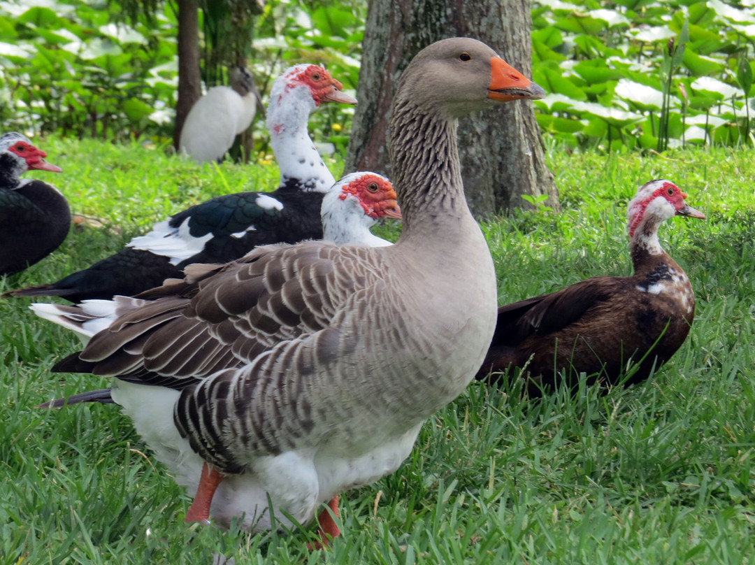 Lake Morton-莱克兰必去景点