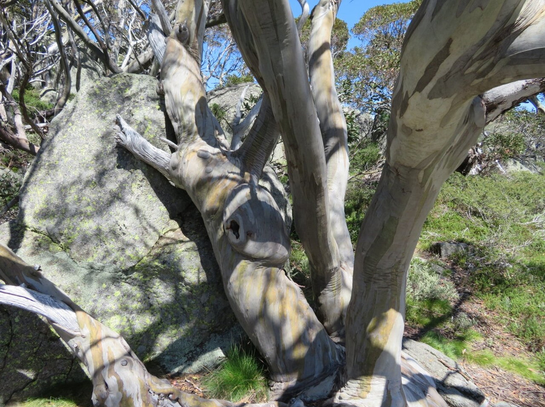 Snow Gums Boardwalk景点图片