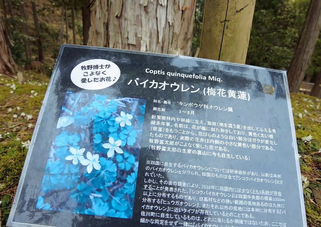 Makino Park-佐川町必去景点