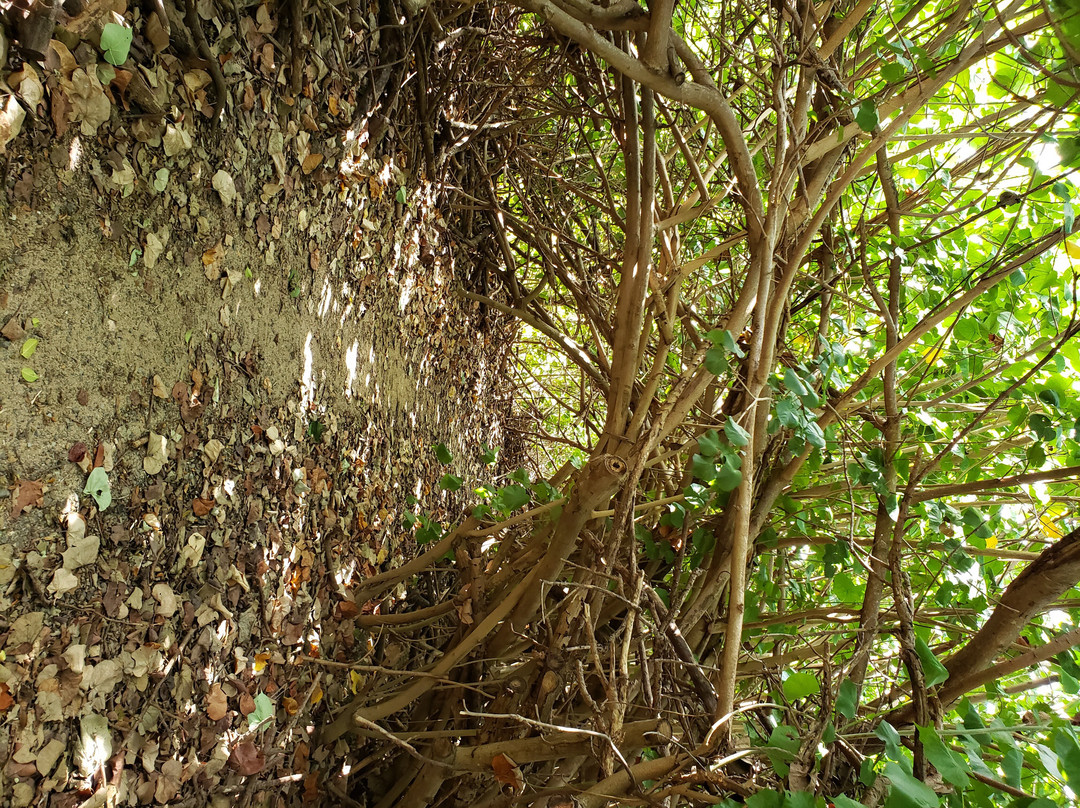 Shoy Beach-圣克鲁斯必去景点