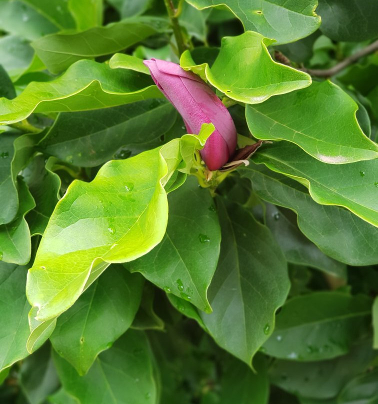 Warratina Lavender Farm-Wandin North必去景点
