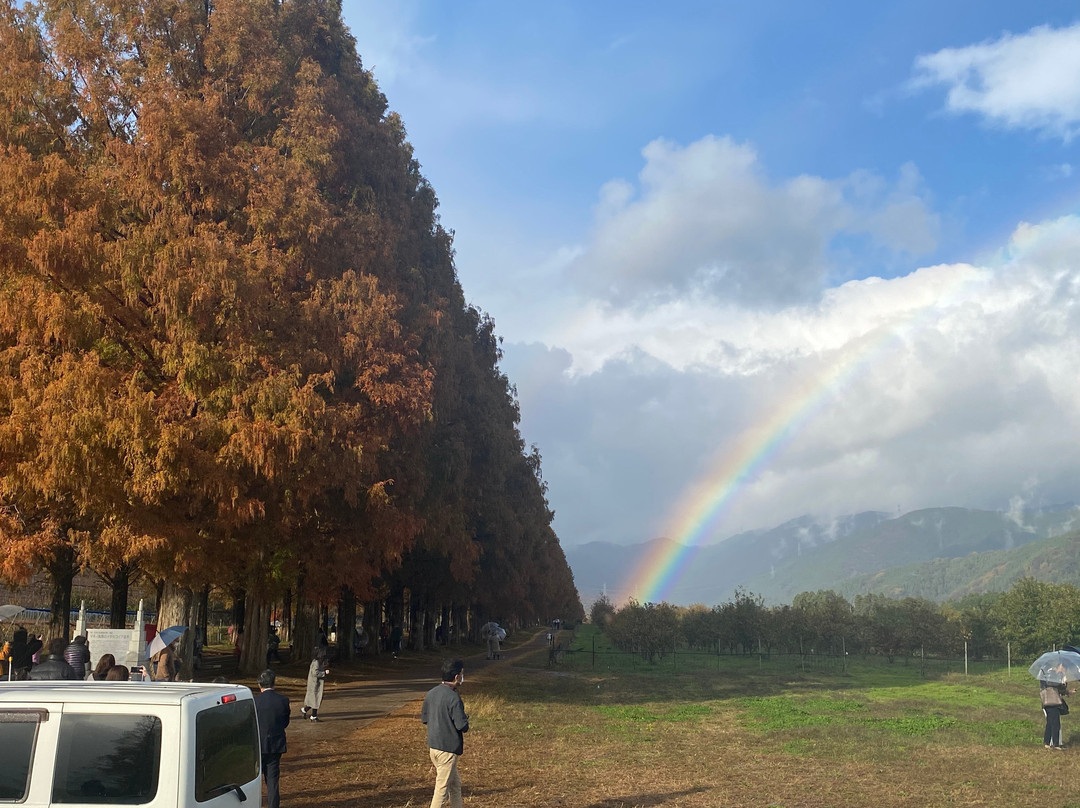 Metasequoia Namiki-高岛市必去景点