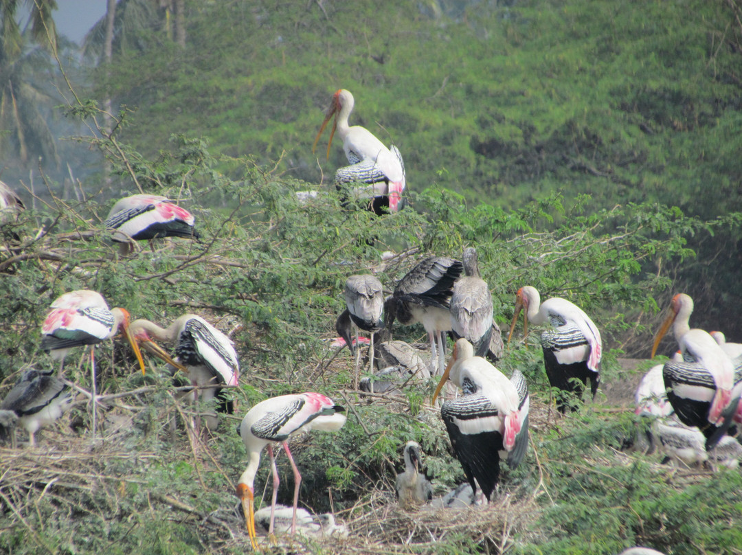 Kolleru Bird Sanctuary景点图片