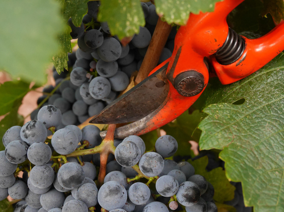 Domaine Du Jas d'Esclans景点图片