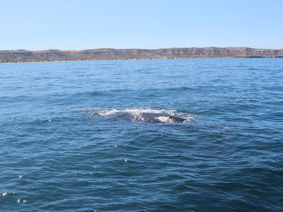Southern Spirit Cruises (Whale watching)景点图片
