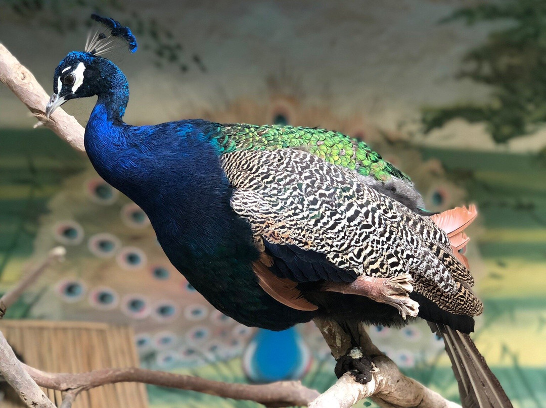 Tashkent Zoo-塔什干必去景点