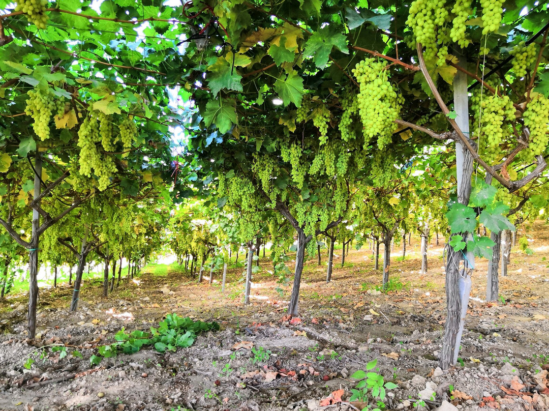 La Foresteria Di Golden Grapes