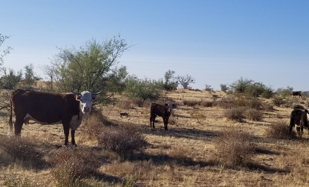 Fort McDowell Adventures景点图片