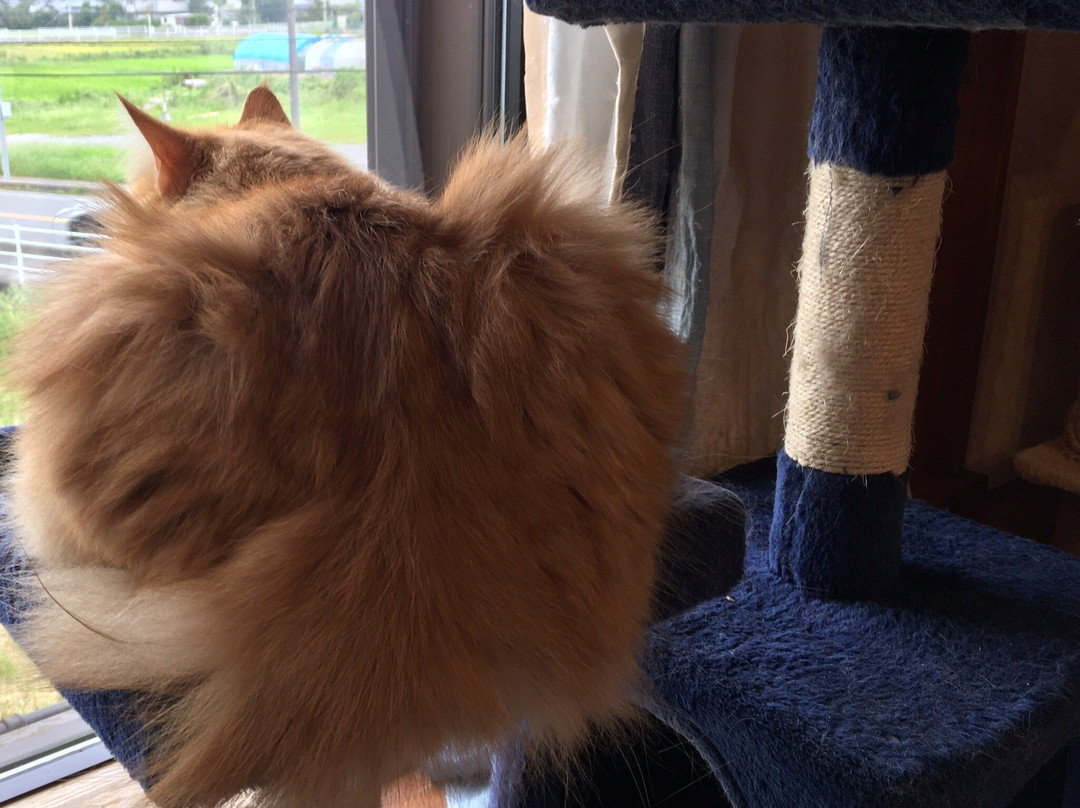 キャッティーズ