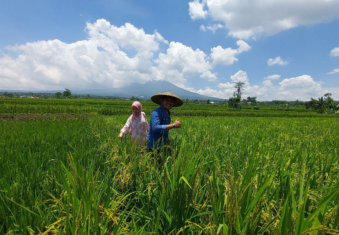 Kampung Budaya Padi Pandan Wangi-Cianjur必去景点