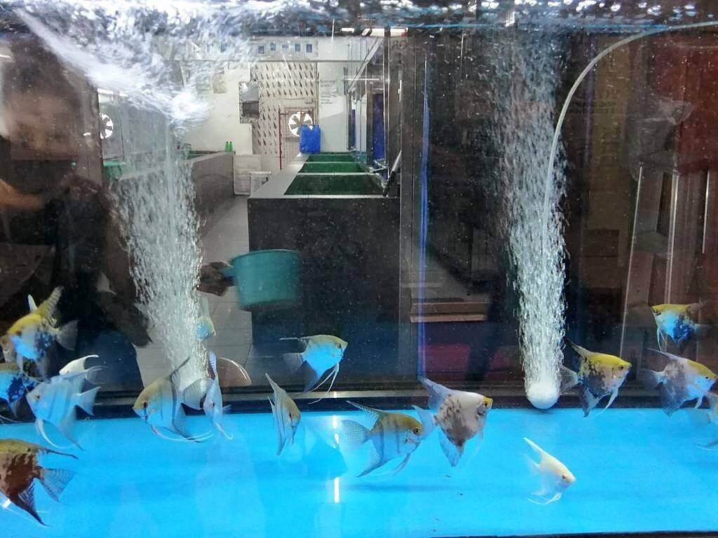 Cartimar-帕塞必去景点