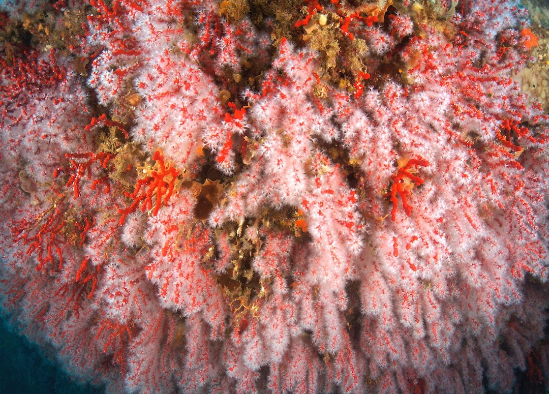 Argentario Divers-Porto Ercole必去景点