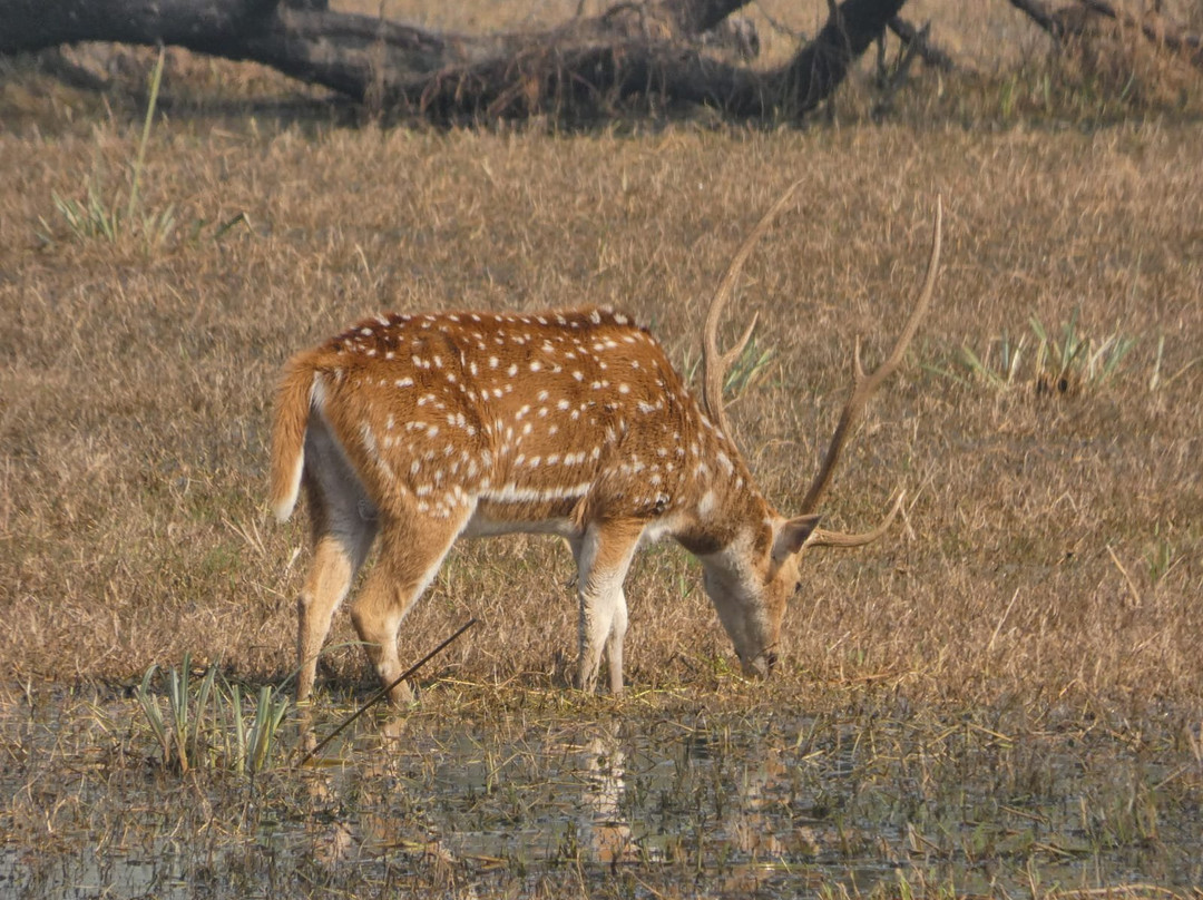 The Panna National Park Safari景点图片