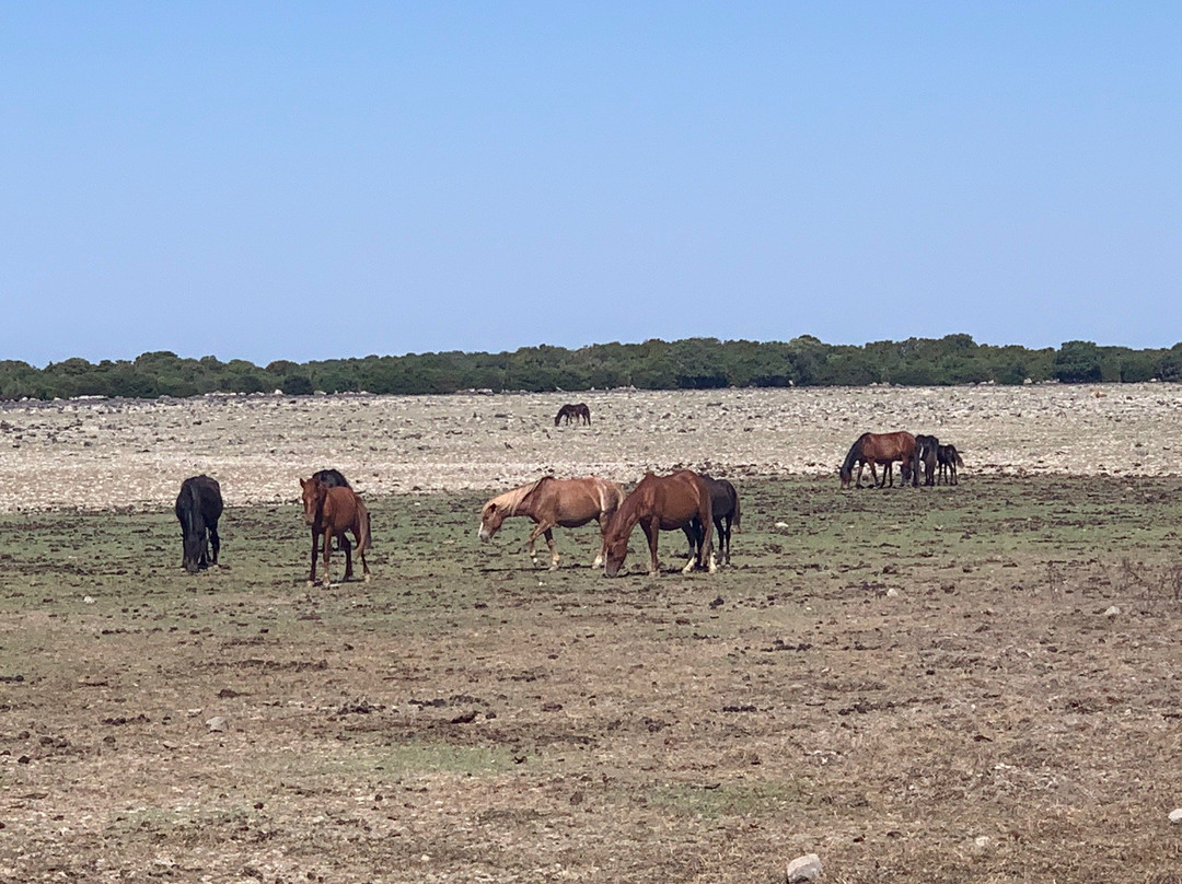 Giara di Gesturi - Escursioni a Cavallo-Gesturi必去景点