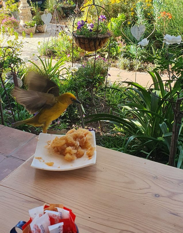 Yellow Aloe Guest House主图