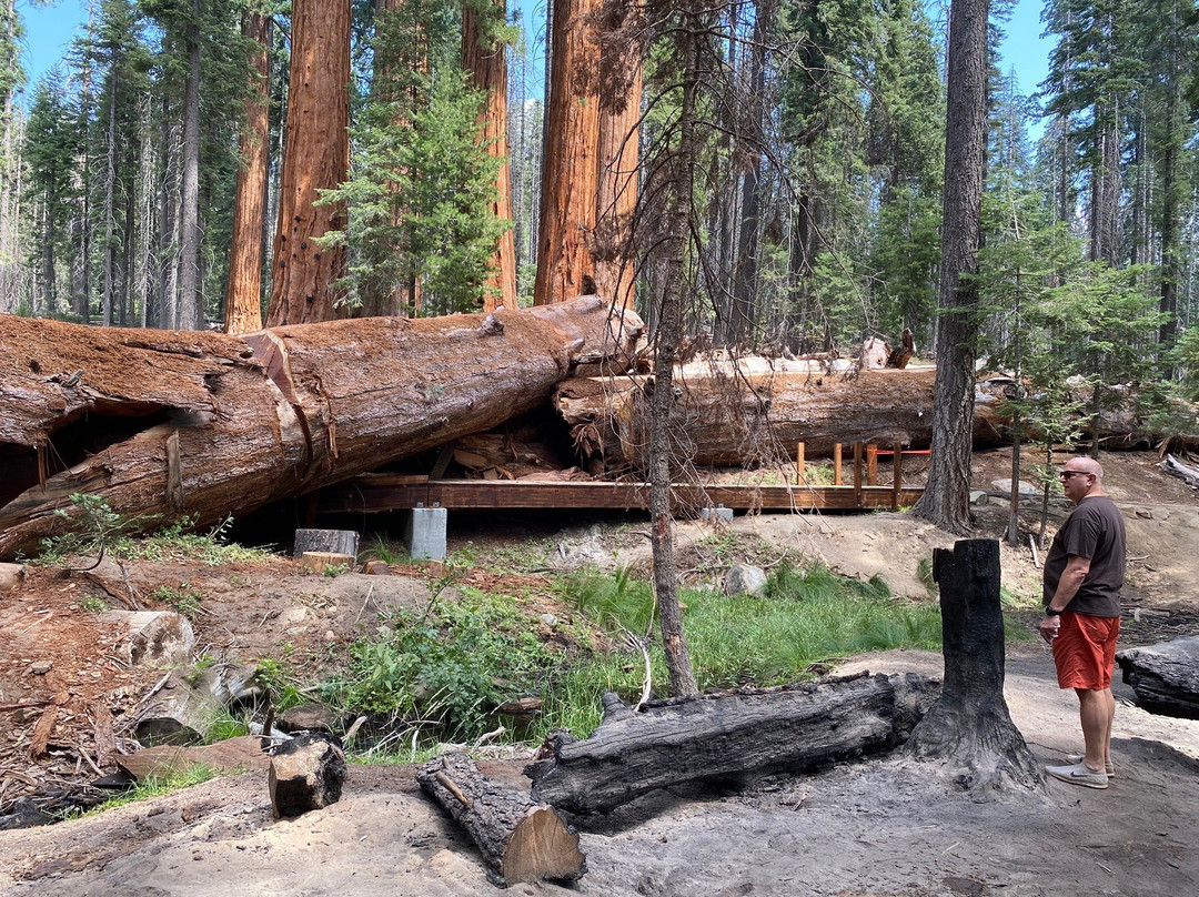 Trail of 100 Giants-波特维尔必去景点