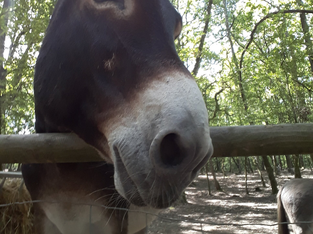 Z'animoland-Monbalen必去景点