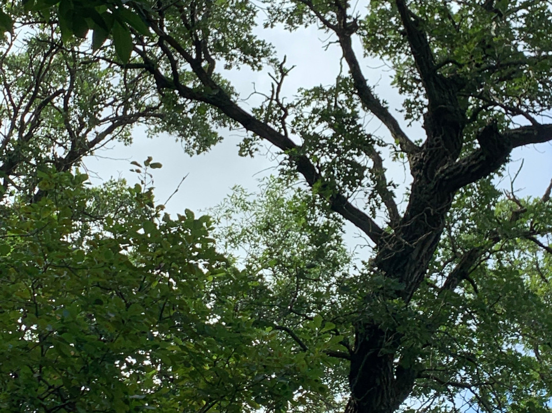 The Old Oak Tree景点图片