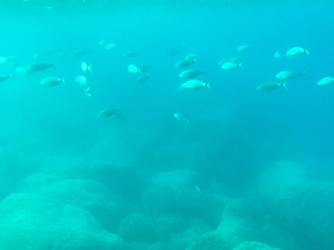 The Yellow Submarine-Ladiko必去景点