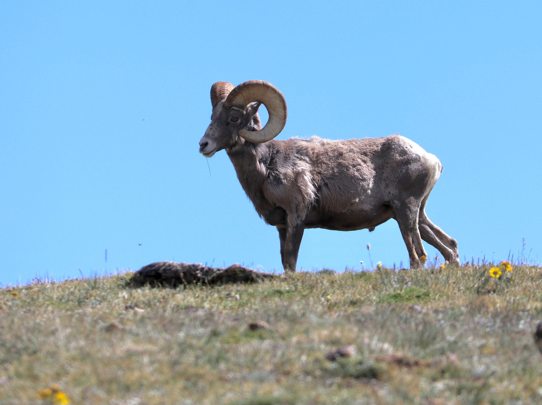Tundra Communities Trail-落基山国家公园必去景点