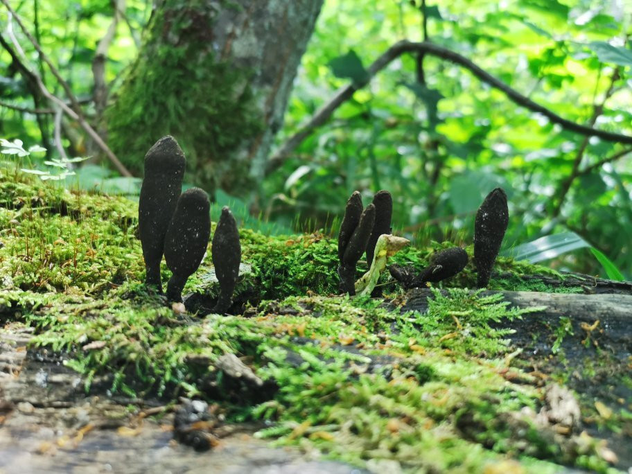 Soweczka Arek Szymura - Private Nature Tours-Bialowieza必去景点