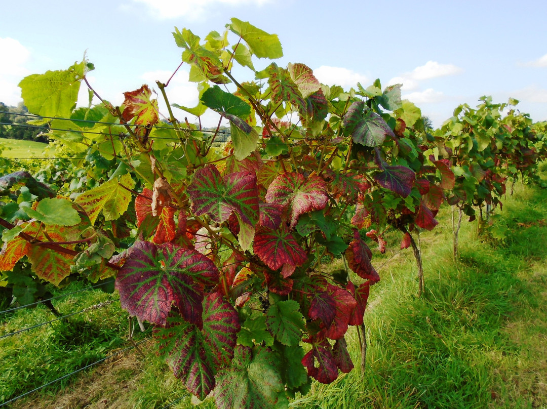 Melbury Vale Vineyard景点图片