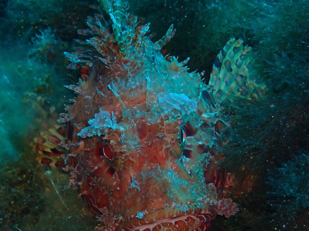 Deep Blue Diving College-Isola del Giglio必去景点