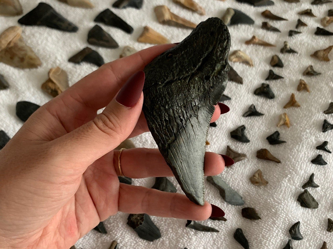 Low Country Fossil Excursions景点图片