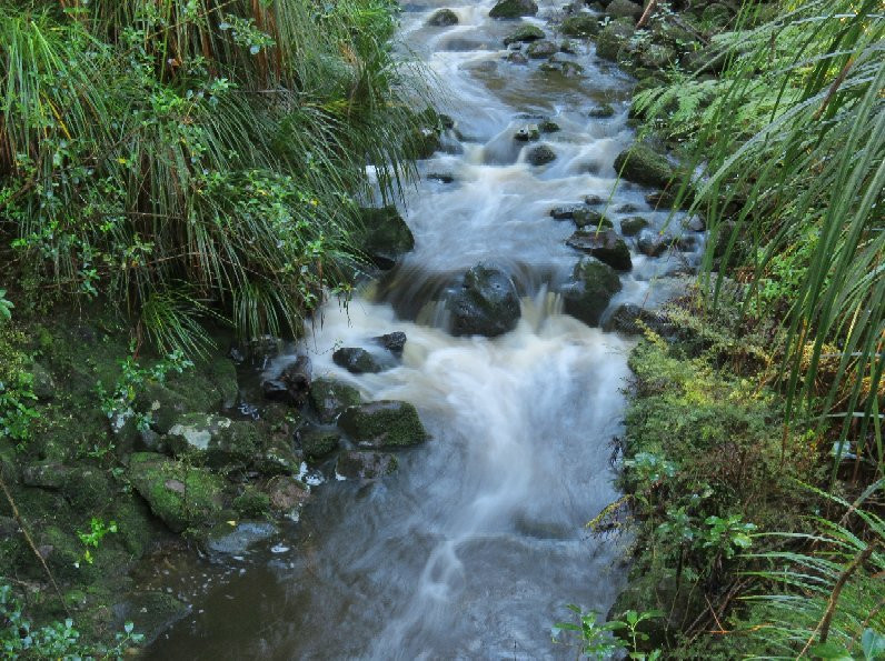 AH Reed Kauri Park景点图片