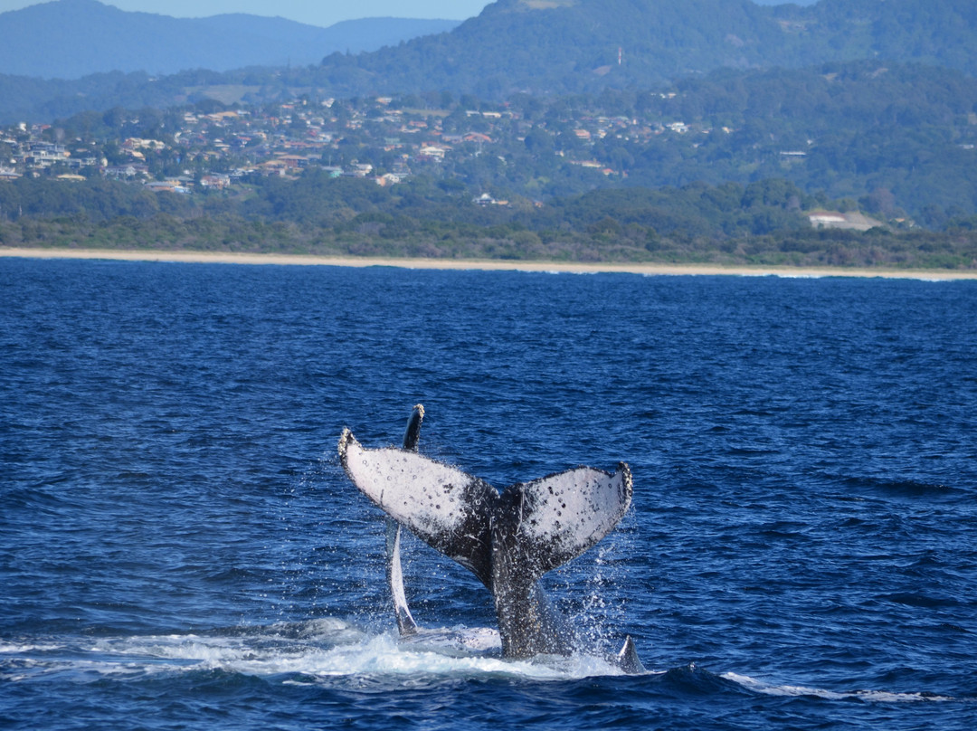 Coolangatta Whale Watch-堤维德岬必去景点