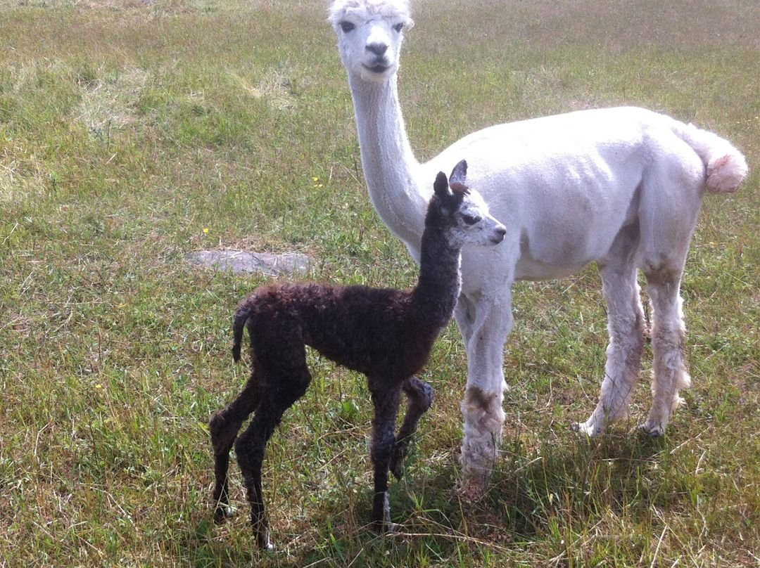 Kickin' Back Alpaca Ranch景点图片