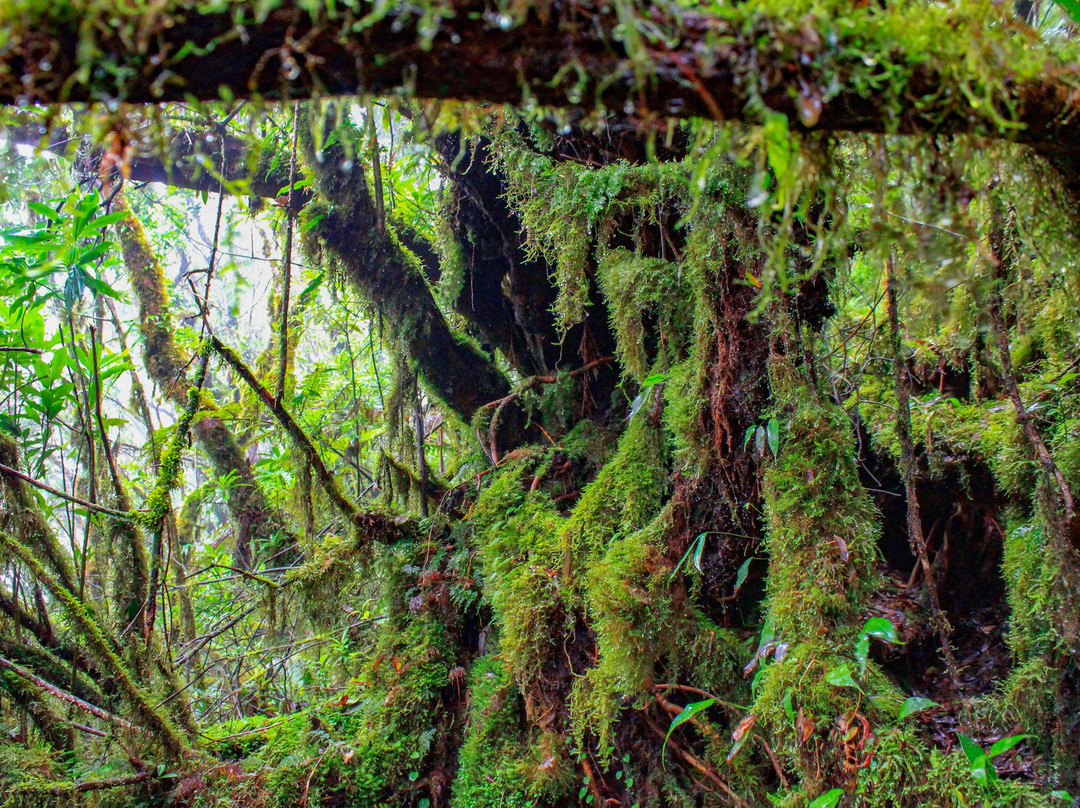 Mt Isarog National Park景点图片