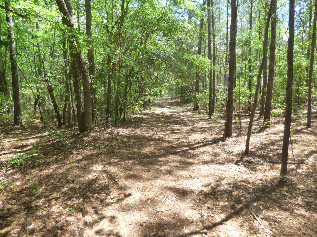 Lee State Park-Bishopville必去景点