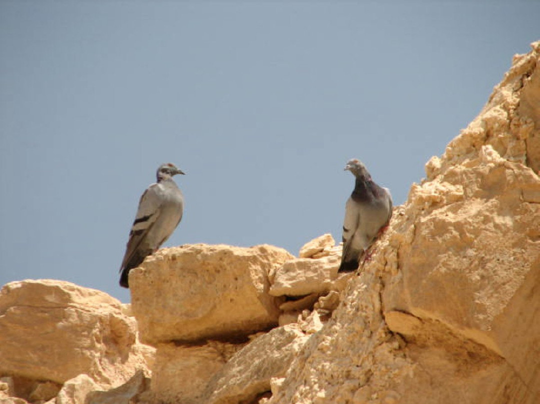 Shivta-Ramat Negev必去景点