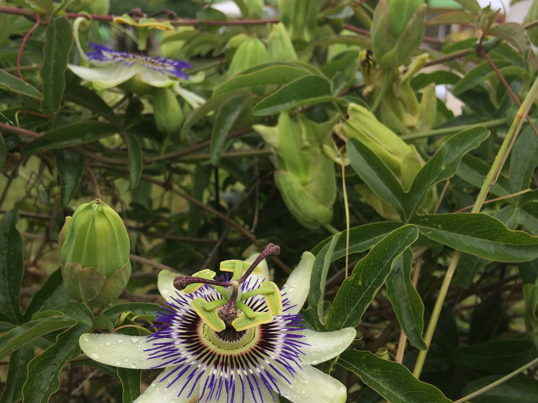 Guesthouse Kamelia主图