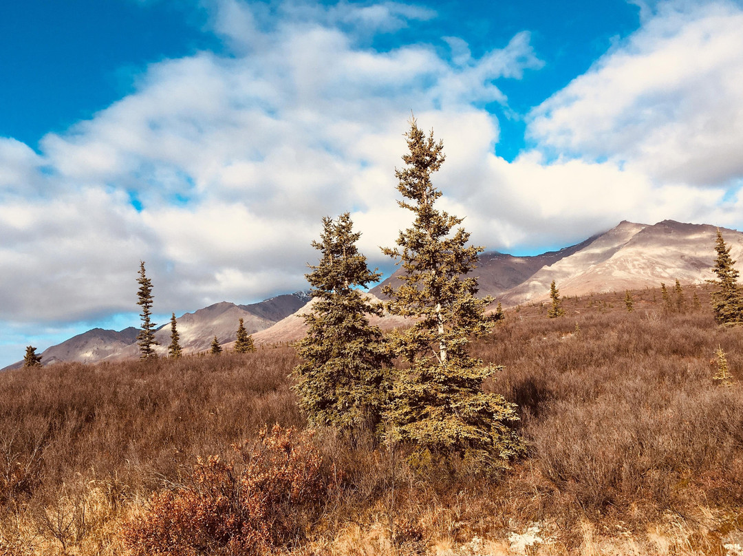Moose Cab & Tours-费尔班克斯必去景点