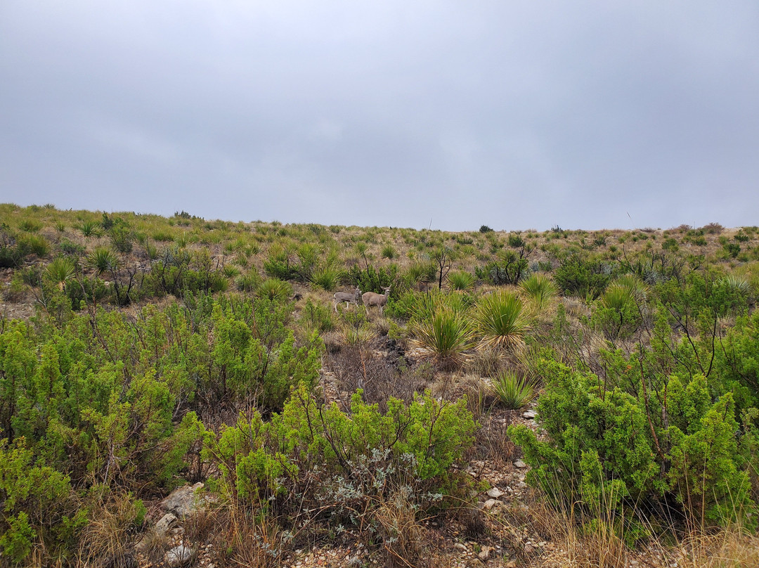 Walnut Canyon Desert Drive-卡尔斯巴德洞穴国家公园必去景点