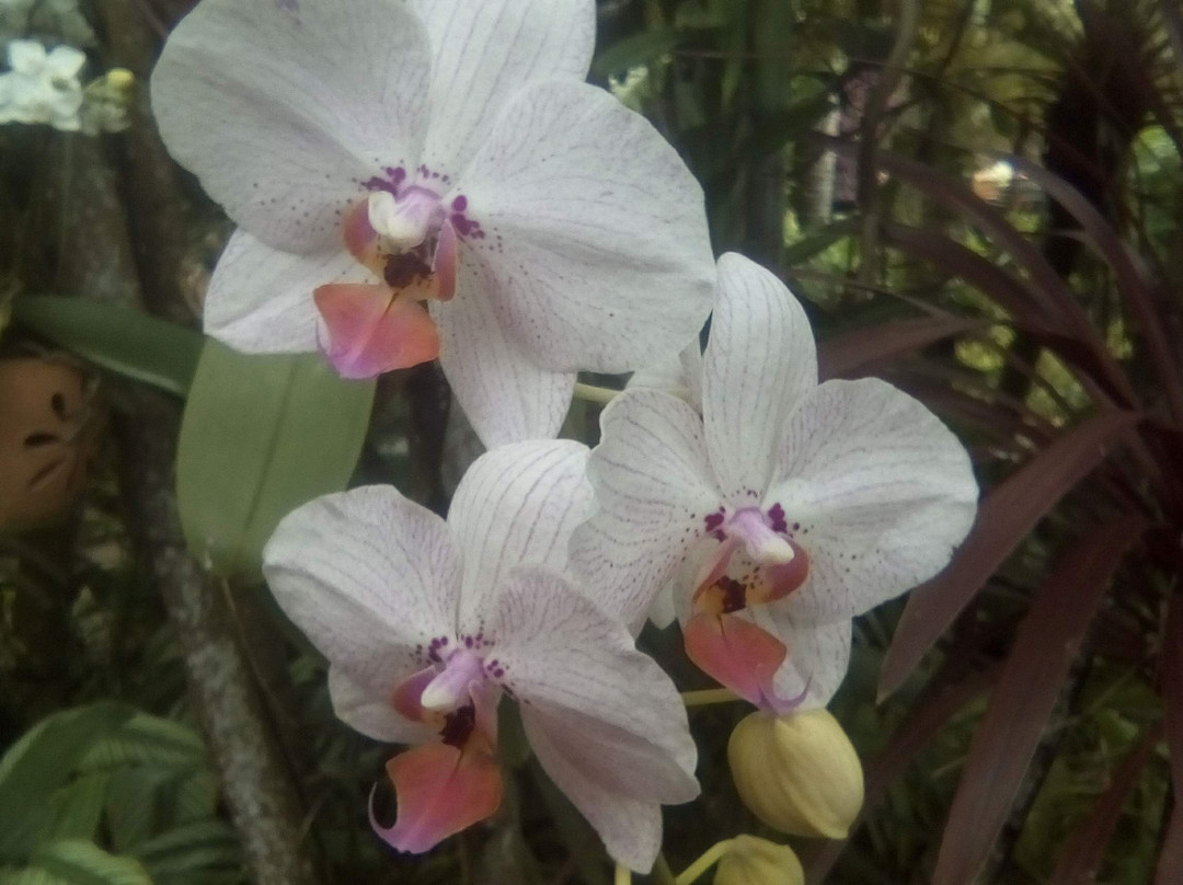 Rochers Caraibes-eco Village主图