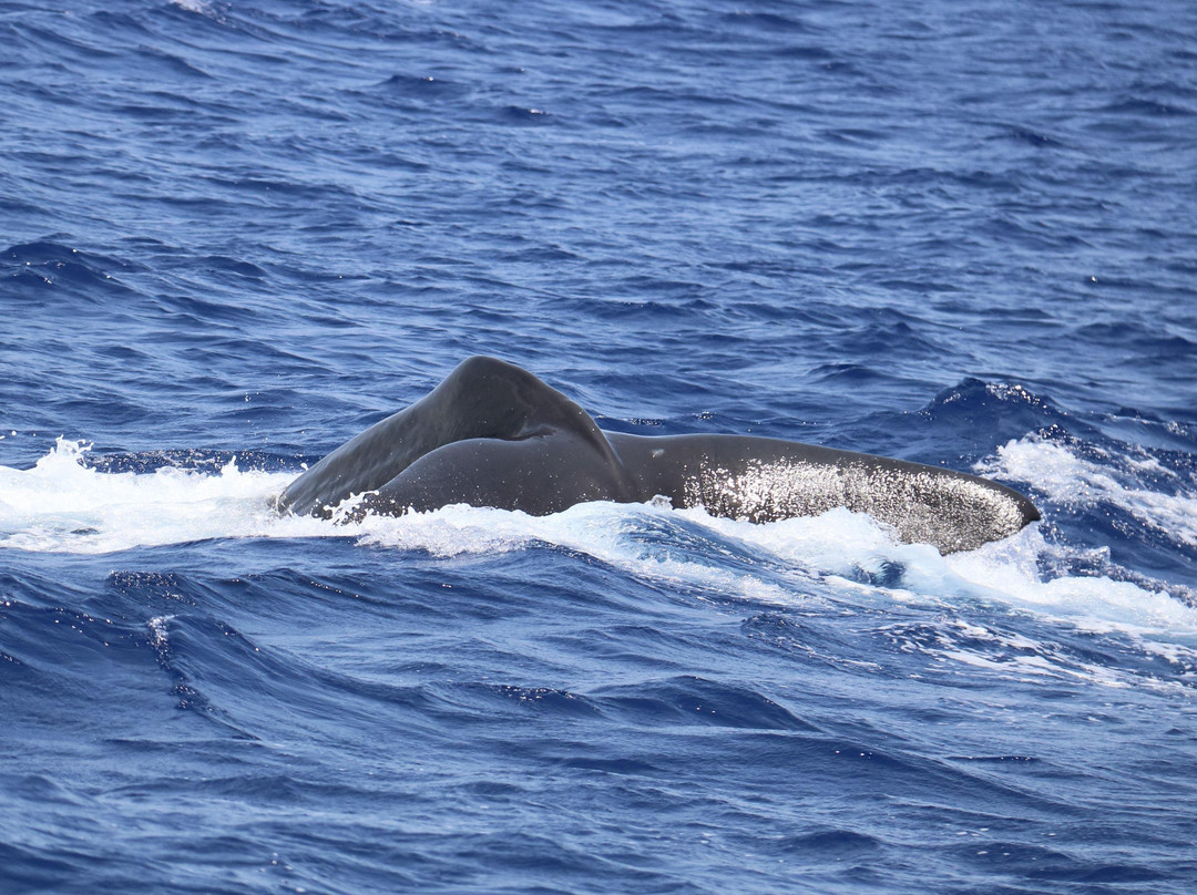 Whale Dream - Swim with Dolphins and Whale watching excursions in Mauritius景点图片