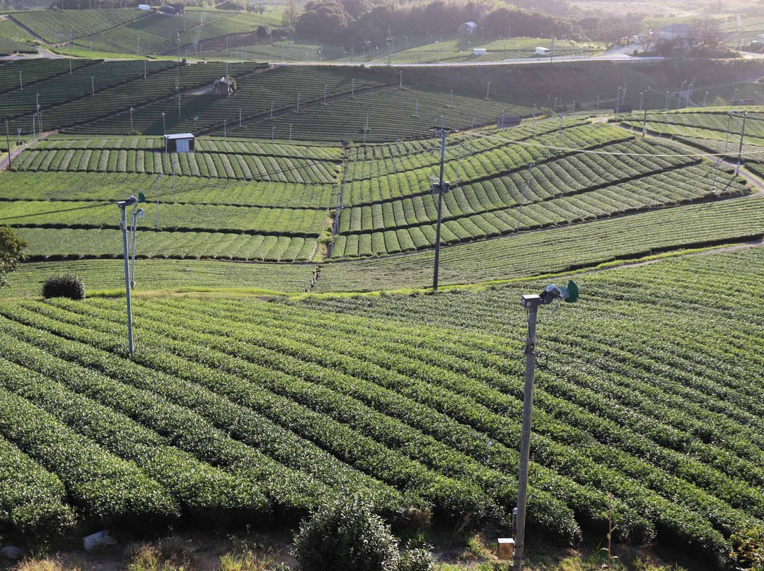 Yame Chuo Tea Garden-八女市必去景点