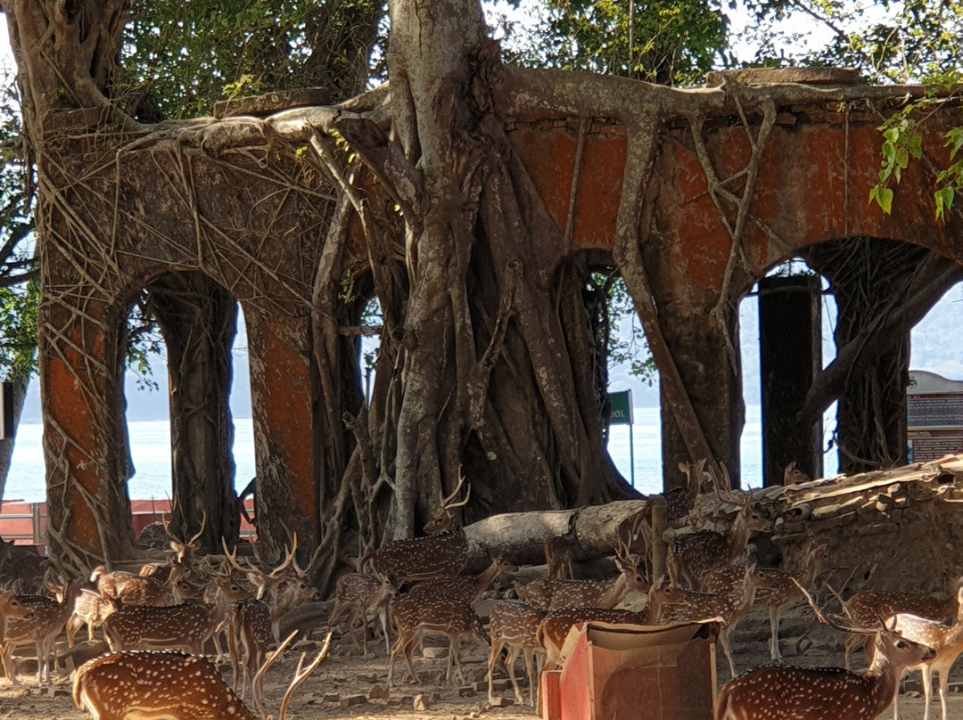 Netaji Subhash Chandra Bose Island-布莱尔港必去景点