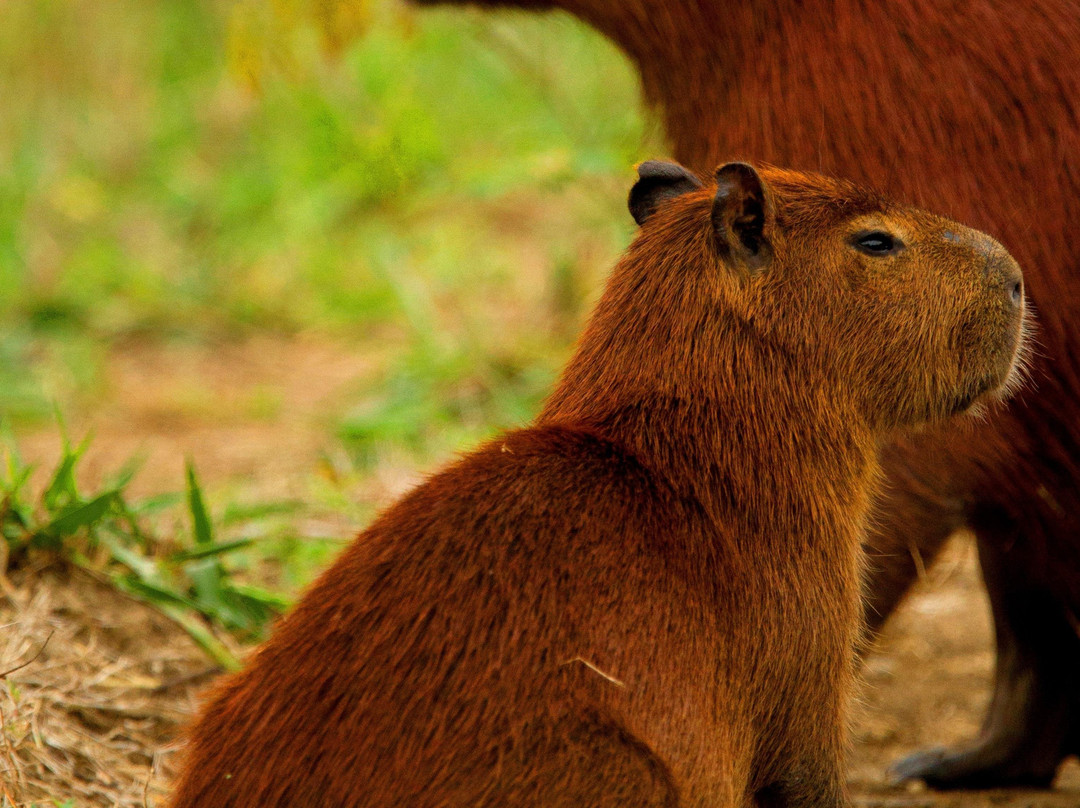 Boutique Travel Experts-大坎普市必去景点