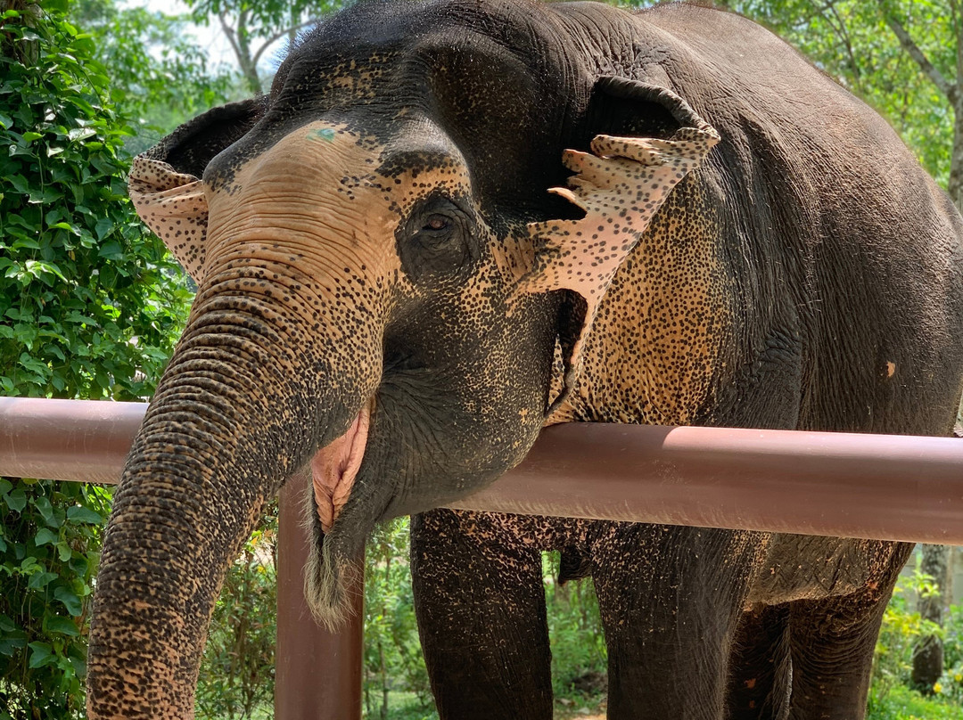 Phuket Elephant Sanctuary-普吉岛必去景点